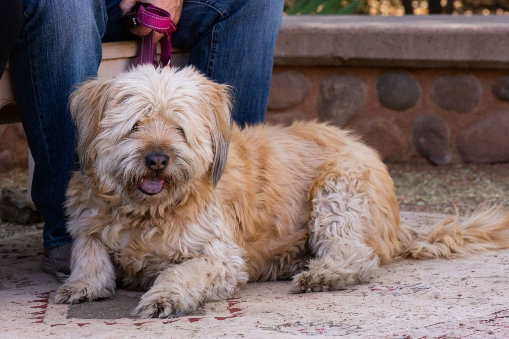 Dog Days at Desert Botanical Garden